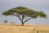 Acacia tree in the plains of Africa